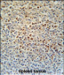 SLC4A7 Antibody (C-term)